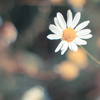 轰炸电话在线使用